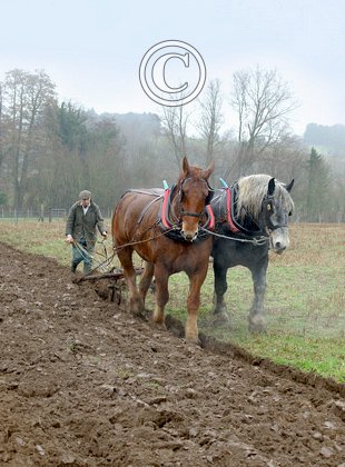 Horse Ploughing DM1224